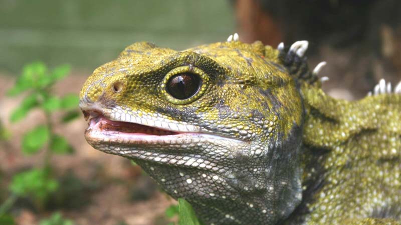 The “behind the scenes” Tuatara Encounter at the West Coast Wildlife Centre in Franz Josef, West Coast of New Zealand, is a fascinating exclusive tour. Here you can view up-close the prehistoric tuatara that is endemic only to New Zealand.